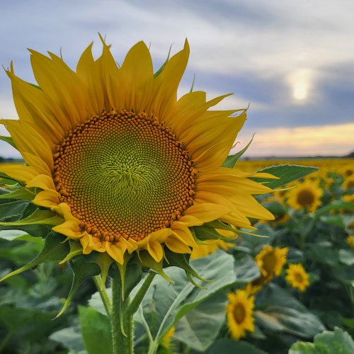 Livre sur la Biodiversité des Abeilles