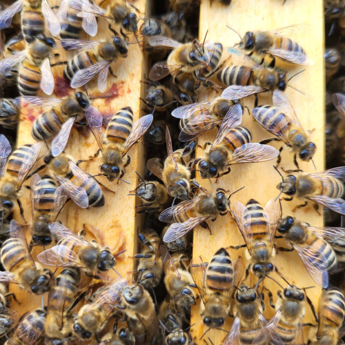 Cours de Formation en Apiculture